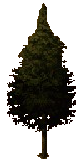 tree_x95g.PNG
