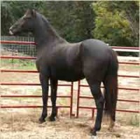 horse1.jpg